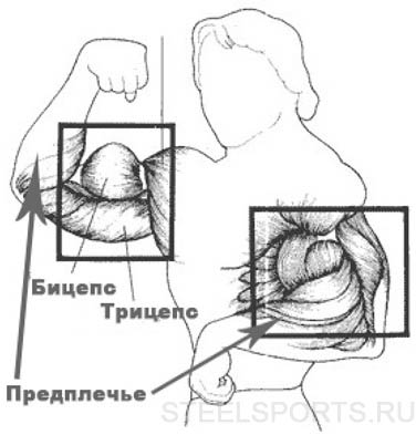 anatomiya-ruk